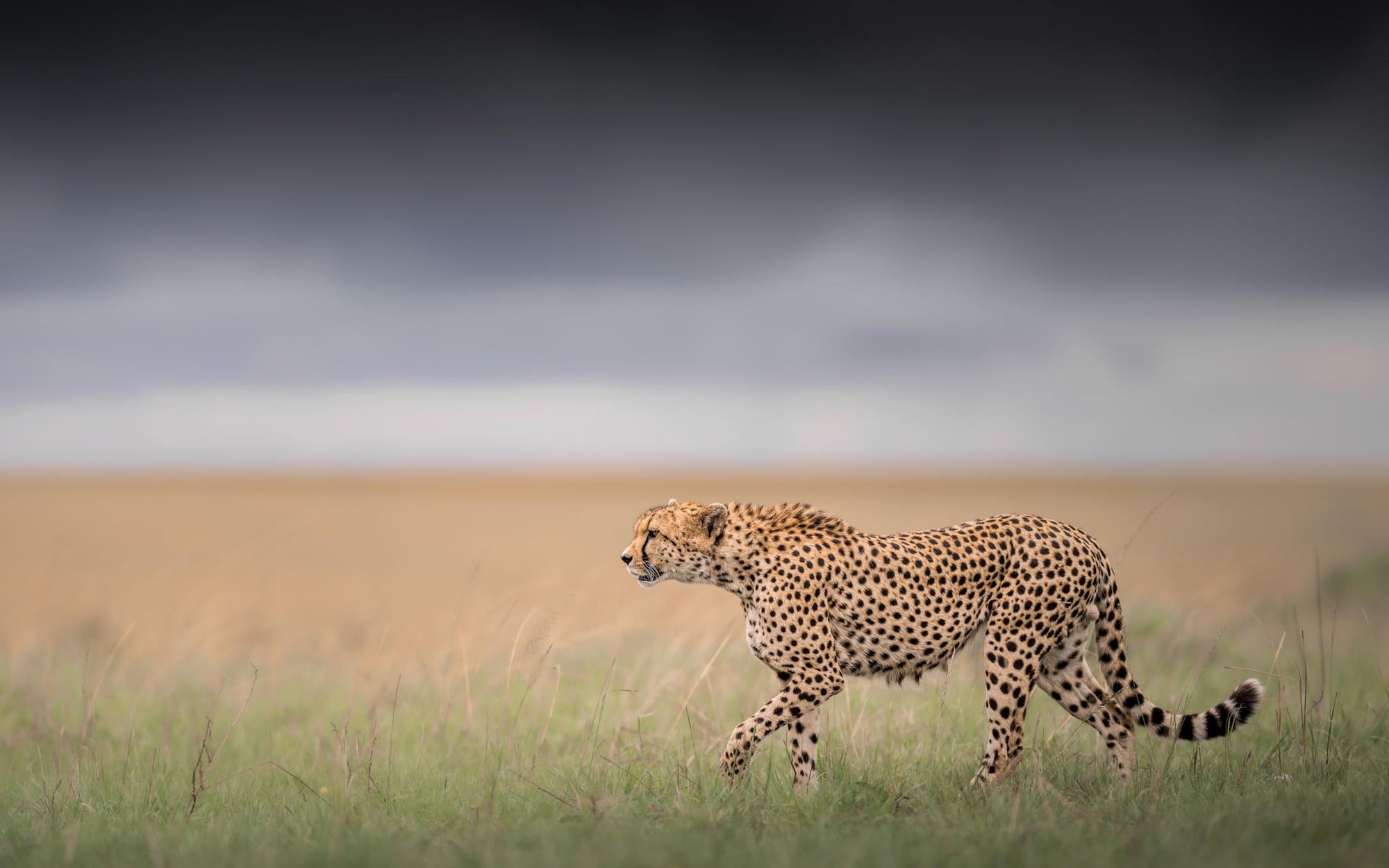 Mara-Meru Cheetah Project gallery image 10