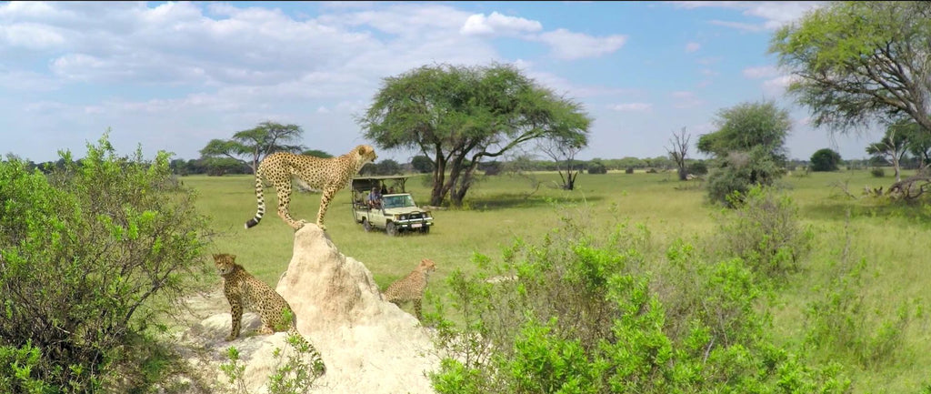 Day and Night Game Drives gallery image 3