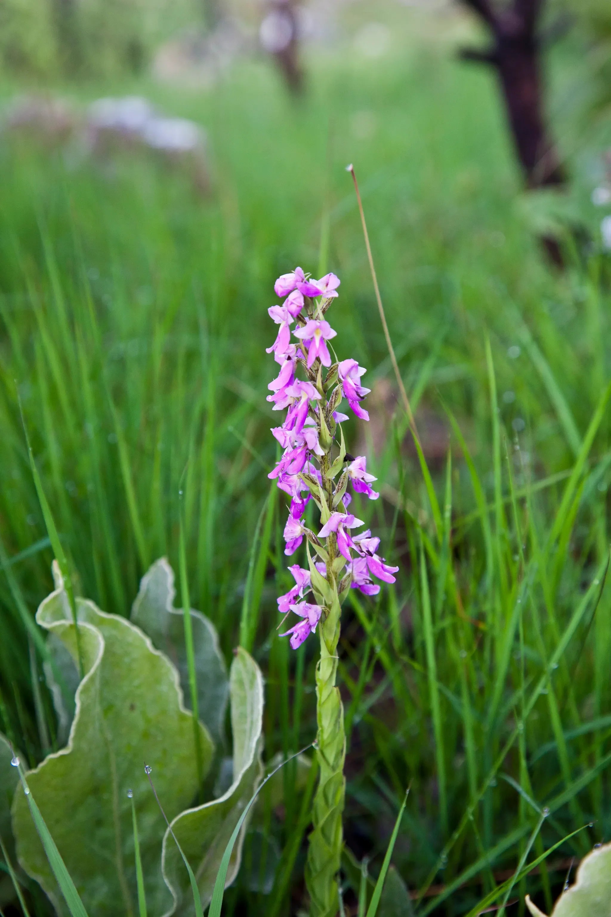 Chelinda Camp at Chelinda Camp, Nyika National Park, Malawi.