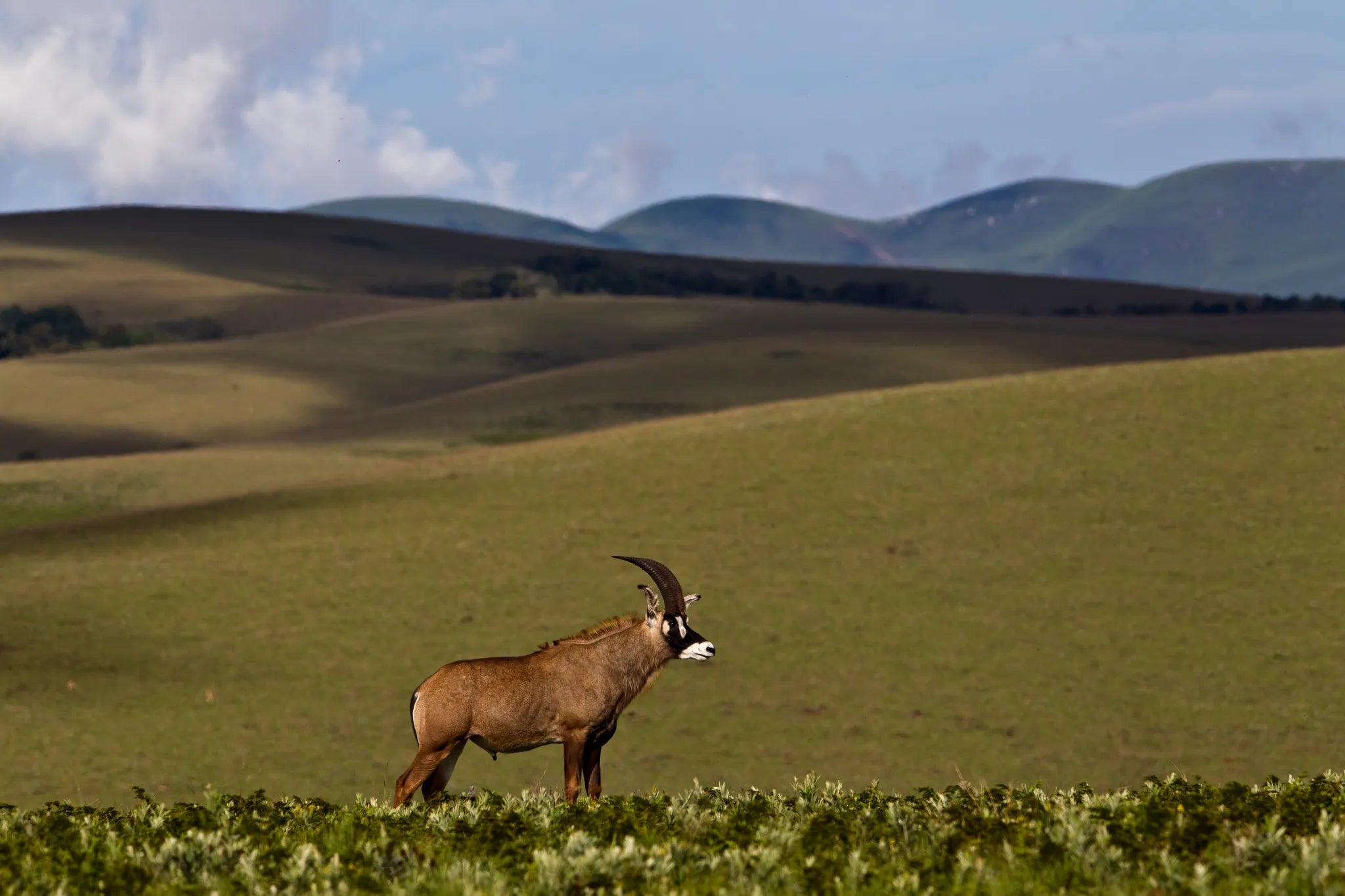Chelinda Camp at Chelinda Camp, Nyika National Park, Malawi.