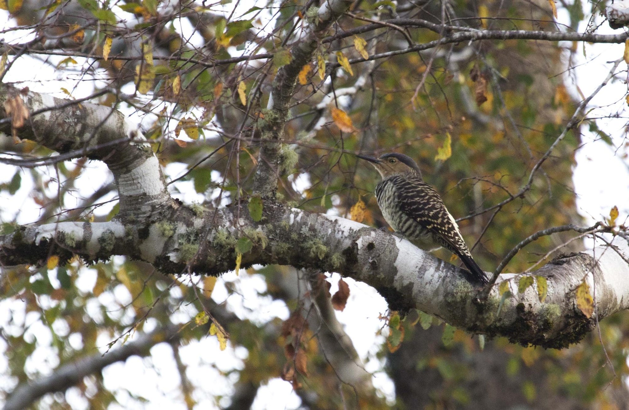 Birdwatching gallery image 2