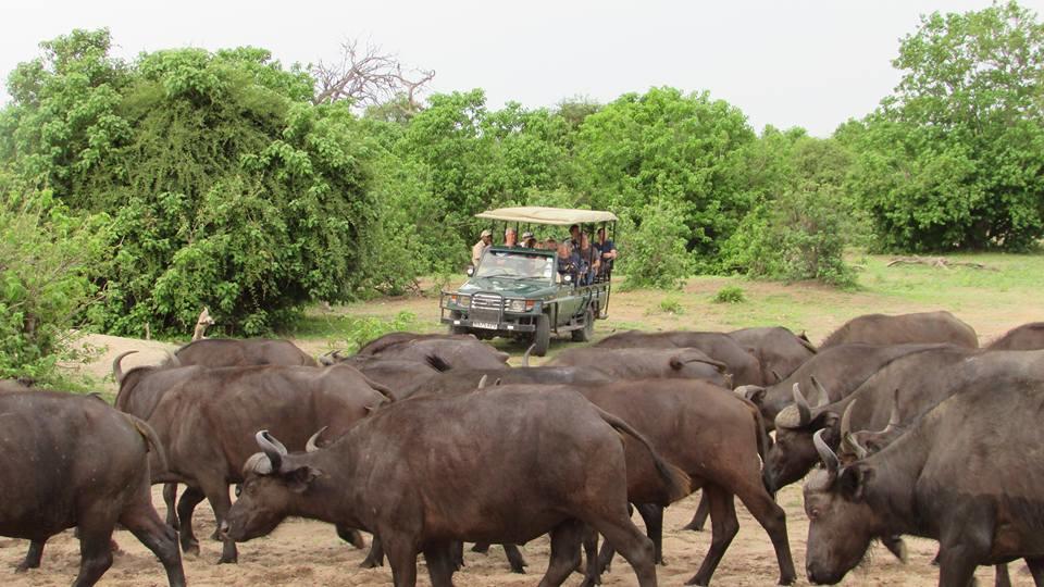 Chobe Day Trip