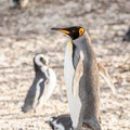 Penguin Colony gallery image 1