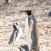 Penguin Colony