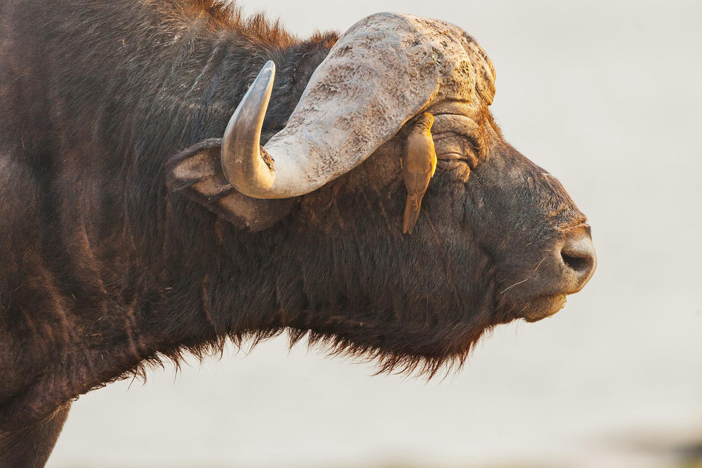 Day Trip to Chobe National Park  gallery image 3