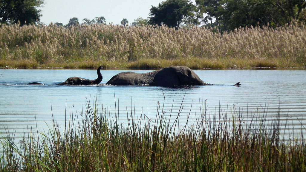 Day Trip to Chobe National Park  gallery image 7
