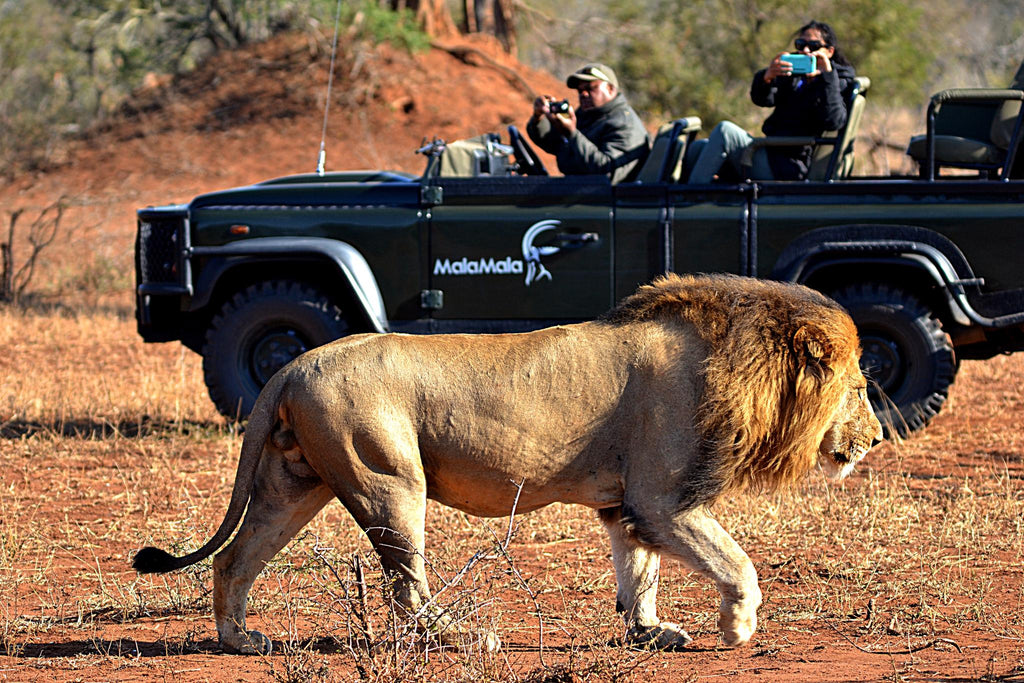 Game Drives gallery image 4