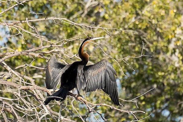 On-site Birding Opportunities (Bush & River) gallery image 8