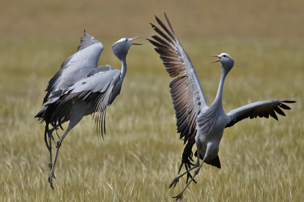 Guided Game Walks