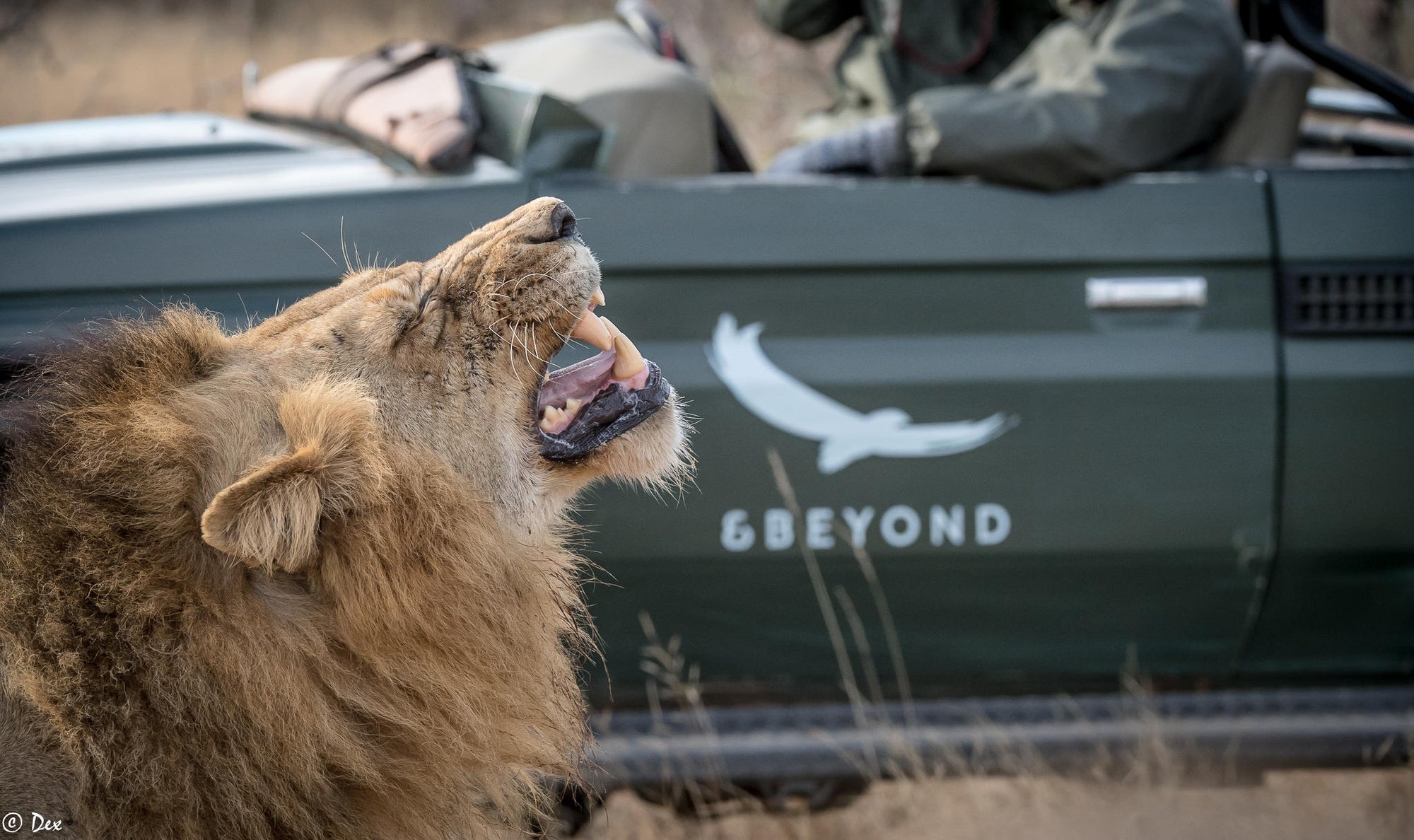 Game Drives (Included) gallery image 4