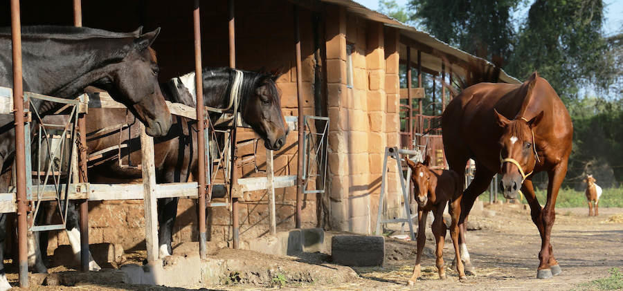 Chundukwa Horse Trails gallery image 8