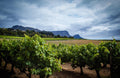 EXPLORE THE WINELANDS gallery image 1