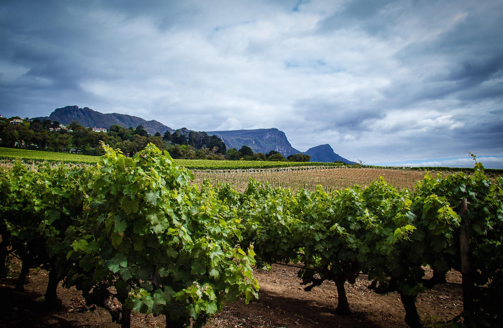 EXPLORE THE WINELANDS