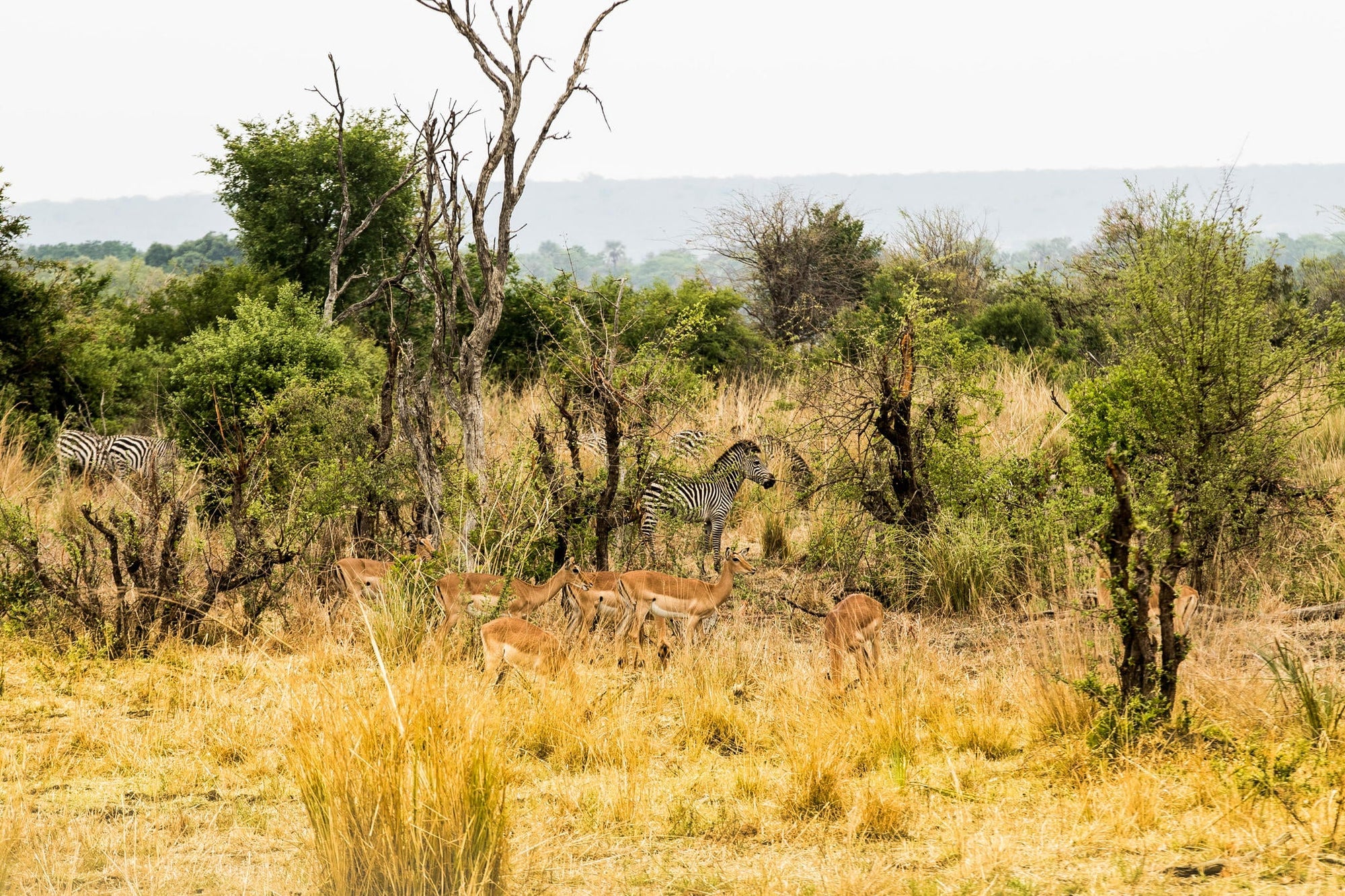 Walking Safari - Tracking Livingstone's White Rhino gallery image 2