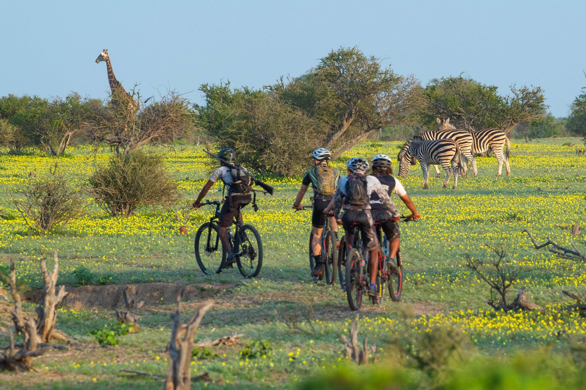 Cycle Mashatu