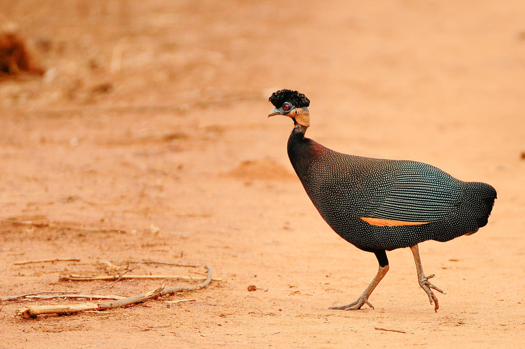 Birding gallery image 2