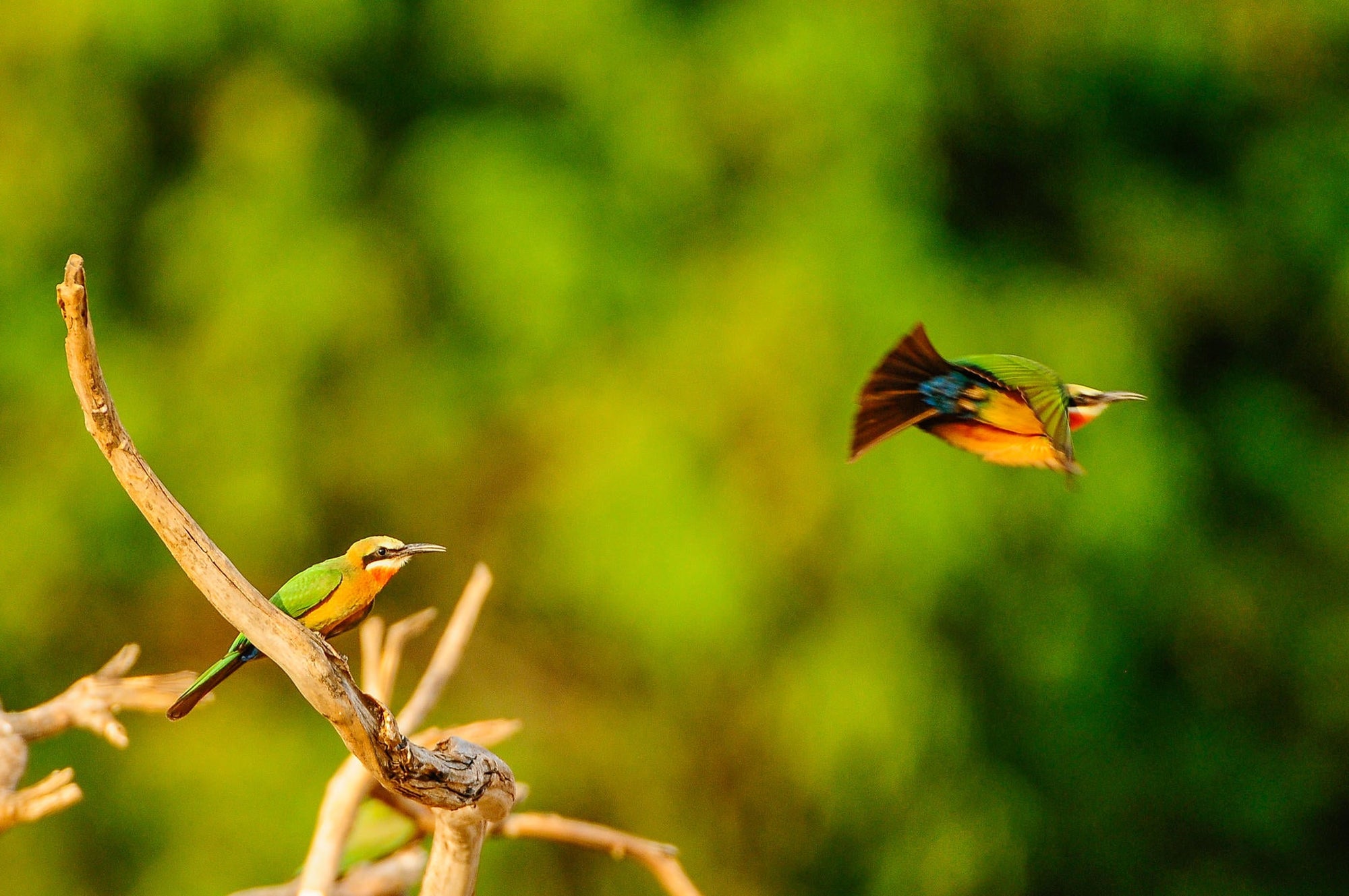 Birding gallery image 6