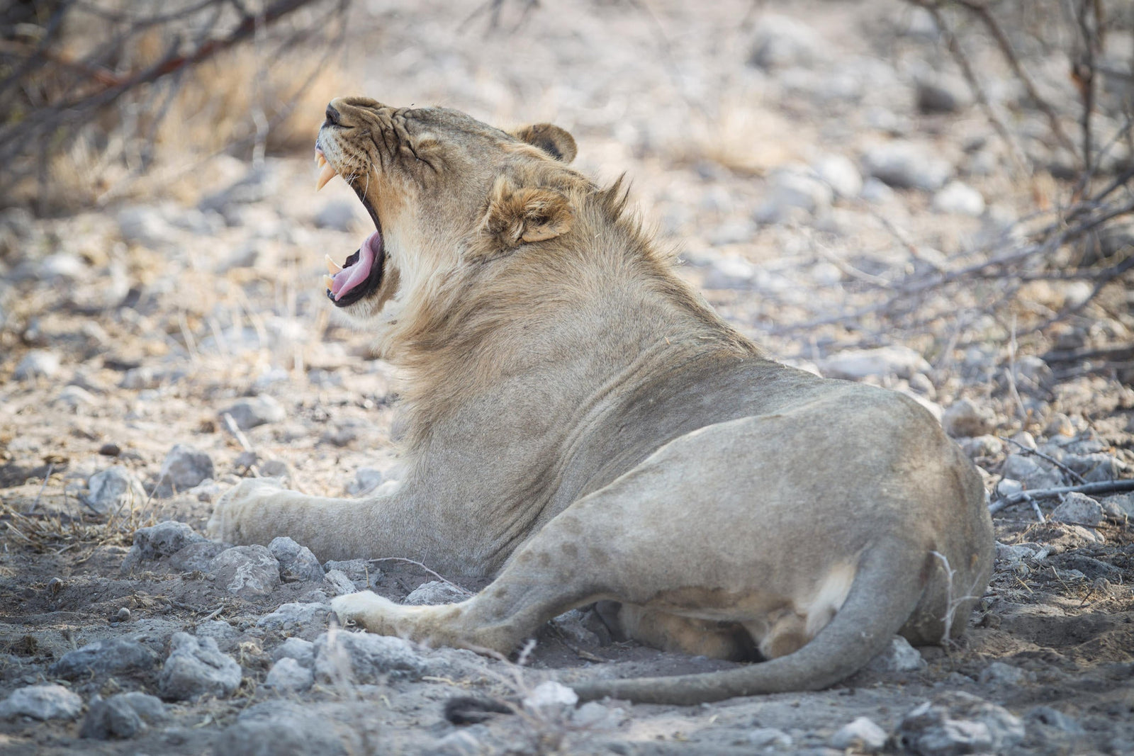 Etosha Game Drives