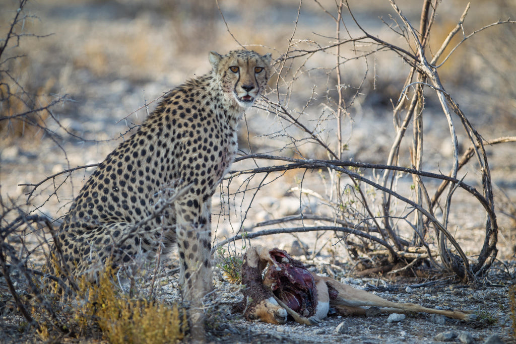 Onguma Sundowner Drive gallery image 3
