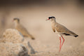 Bush Walks gallery image 1