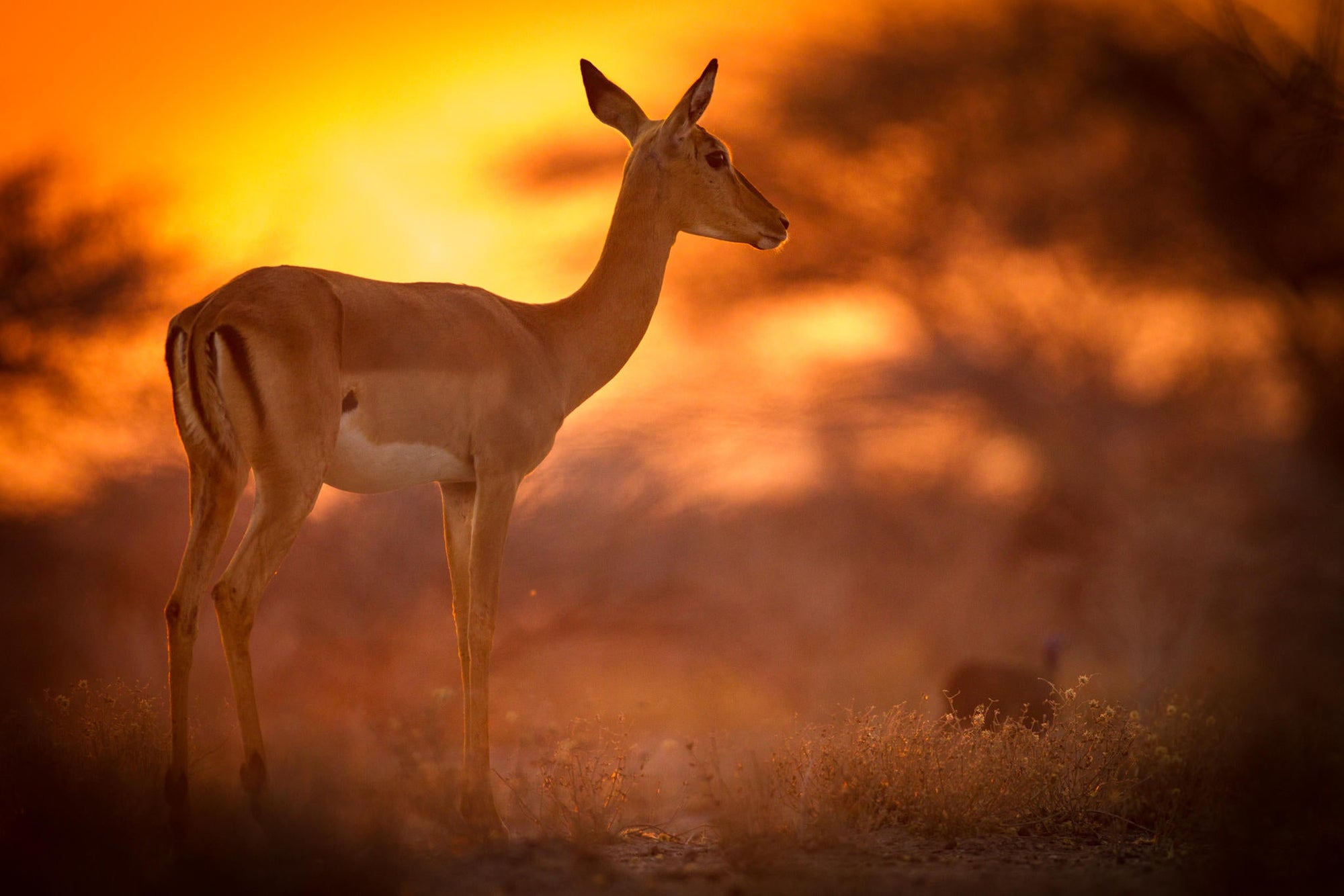 Onguma Sundowner Drive gallery image 3