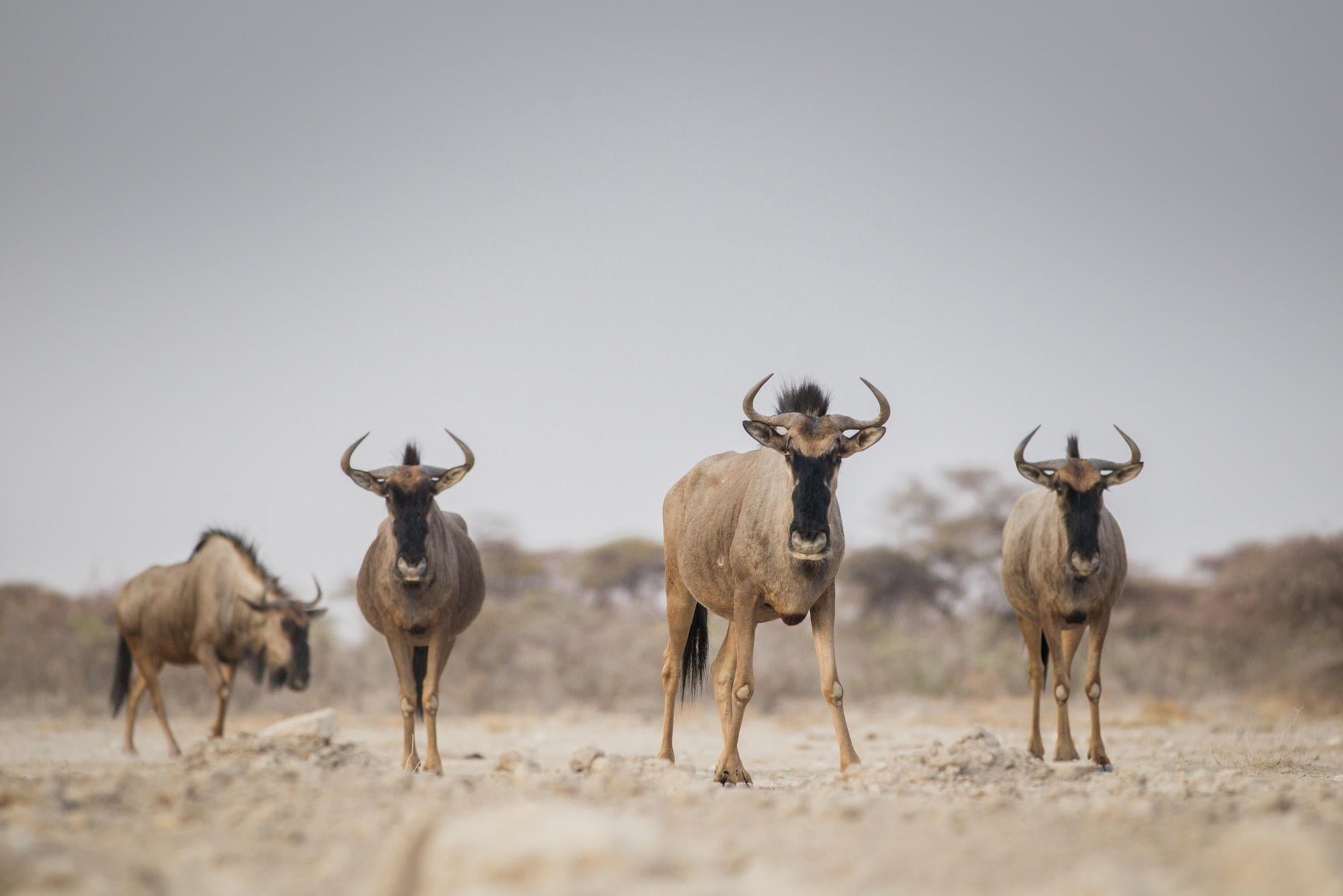 Etosha Game Drives gallery image 4