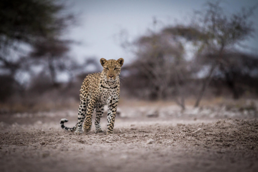 Onguma Sundowner Drive gallery image 4