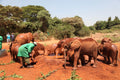 David Sheldricks Elephant Orphanage gallery image 1