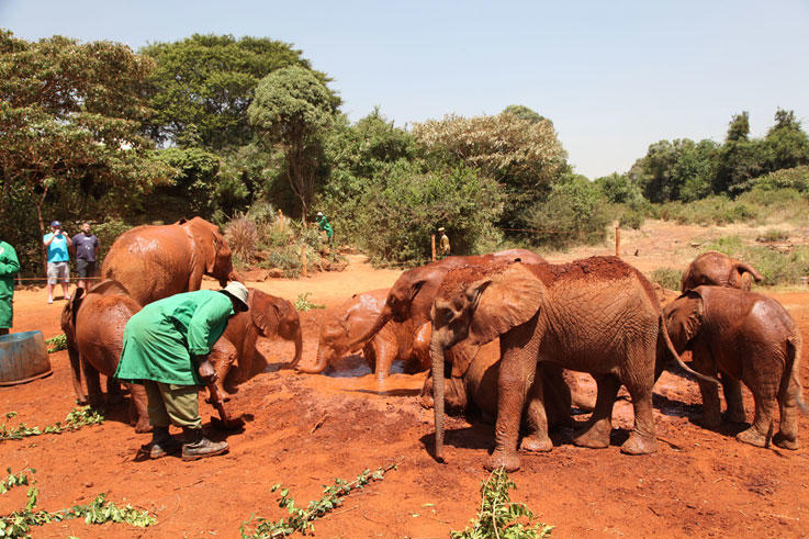 David Sheldricks Elephant Orphanage