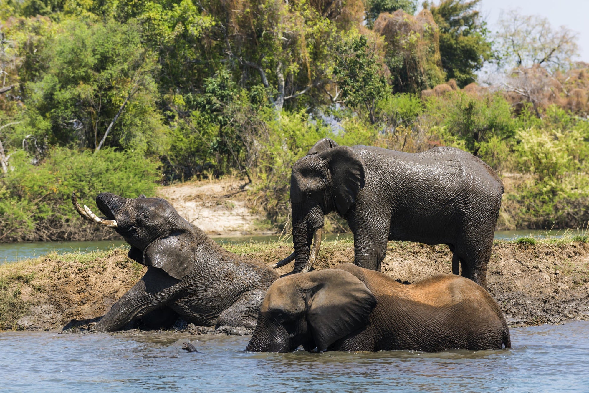 The Elephant Cafe gallery image 2