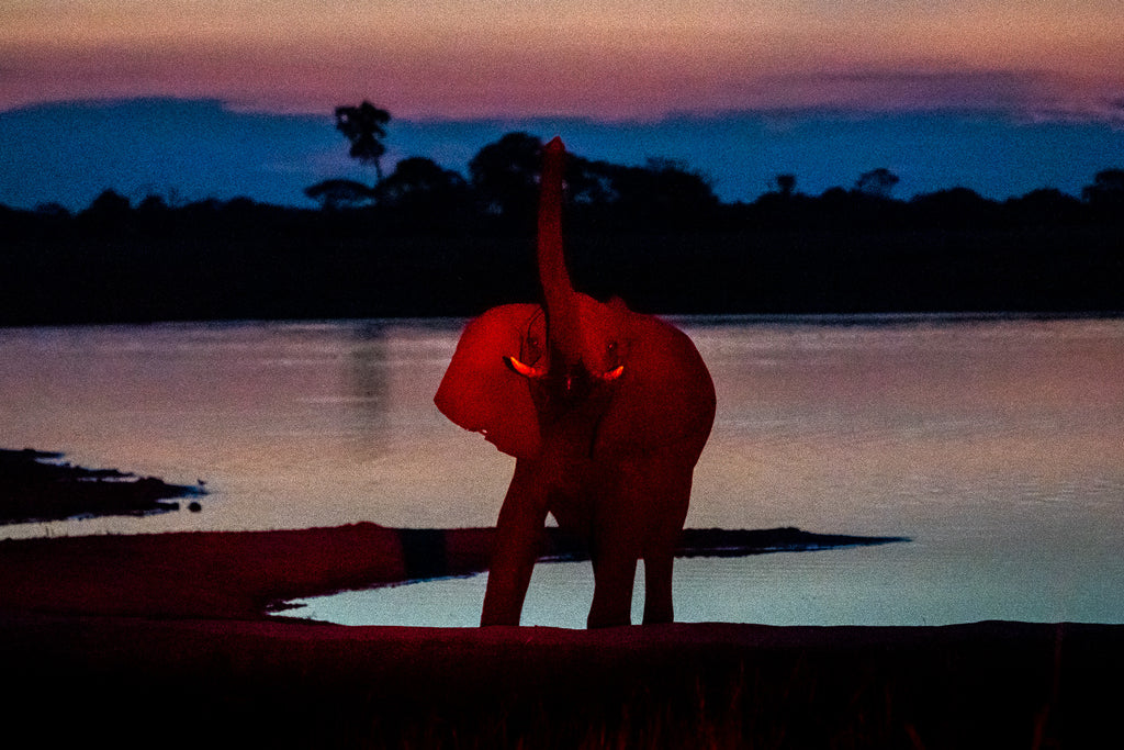 Wilderness Linkwasha – Night Drives
