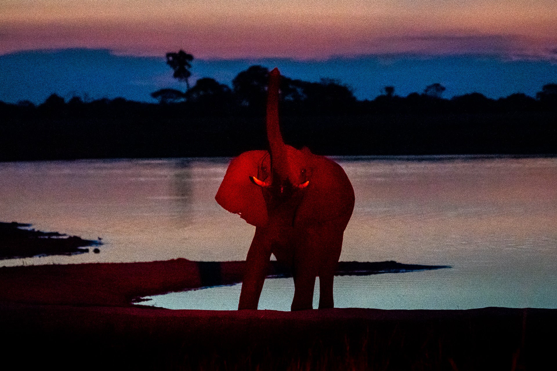 Wilderness Linkwasha – Night Drives