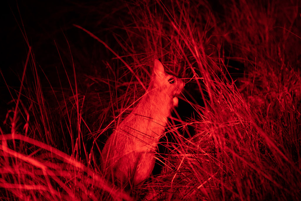 Wilderness Linkwasha – Night Drives