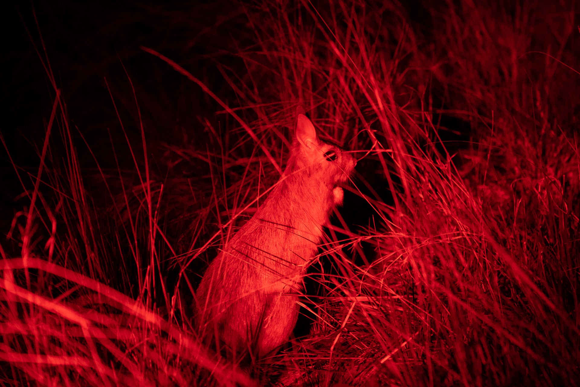 Wilderness Linkwasha – Night Drives
