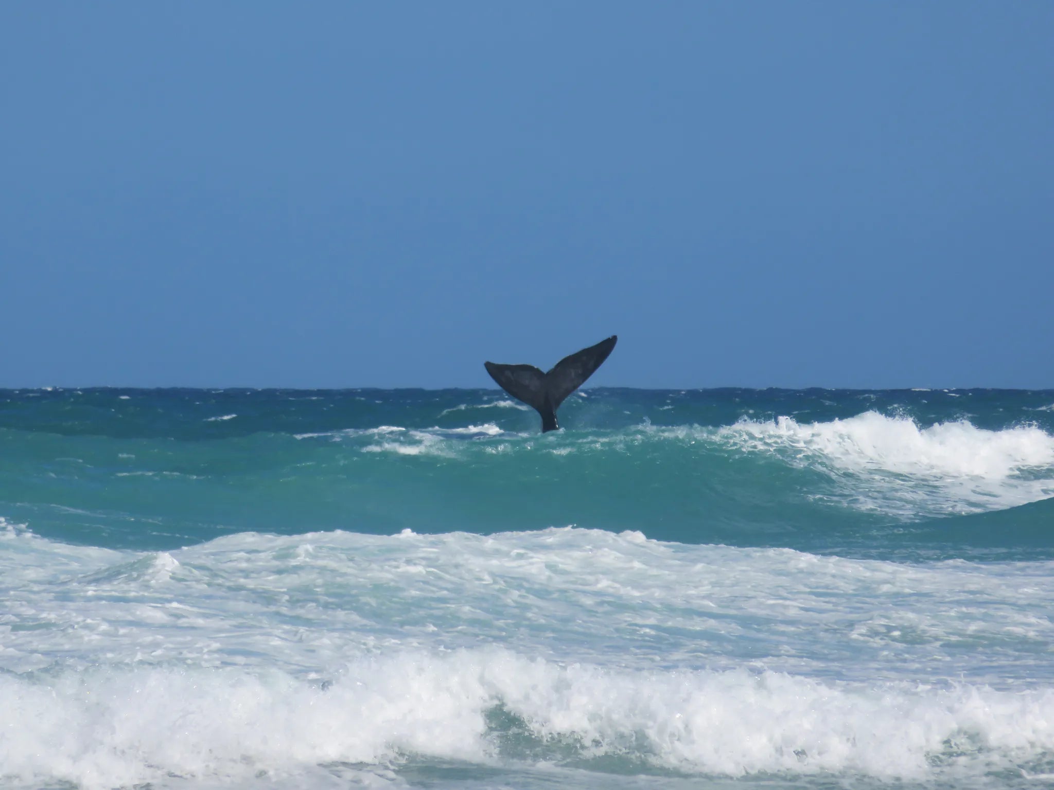 Whale Tale sighting at De Hoop Collection, De Hoop Nature Reserve, South Africa.
