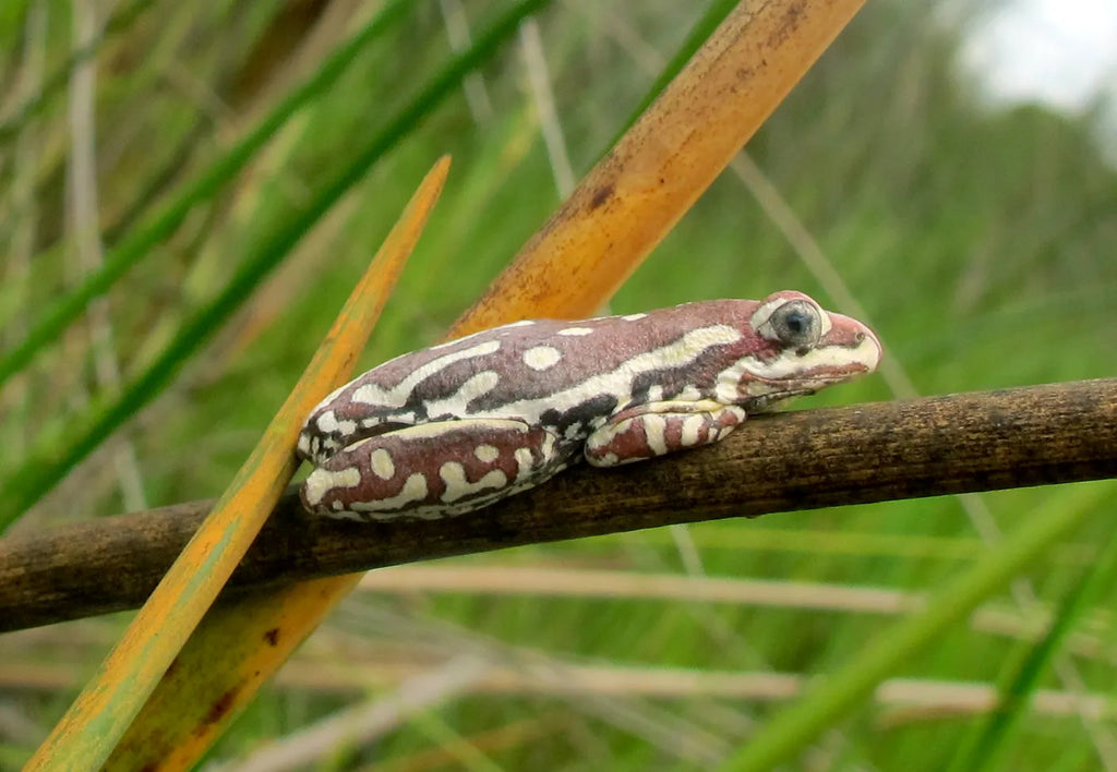 Reed Frog at Delta Camp, Moremi Game Reserve, Botswana.