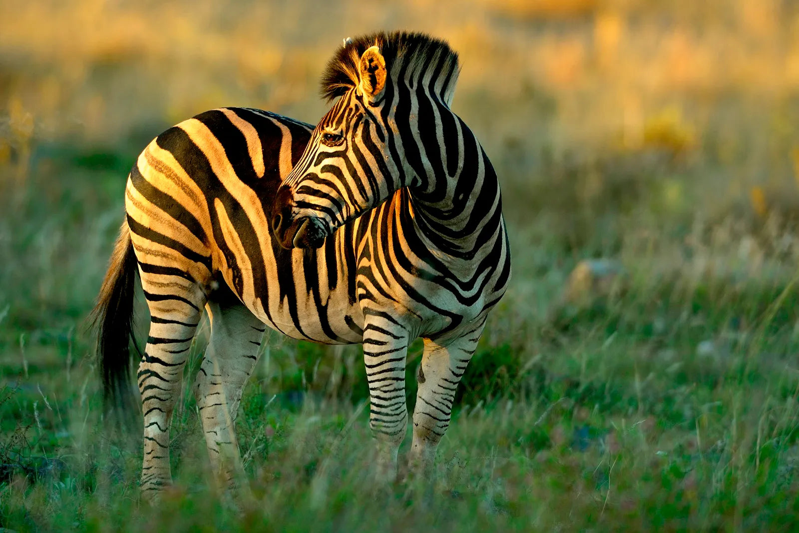 Zebra at Delta Camp, Moremi Game Reserve, Botswana.