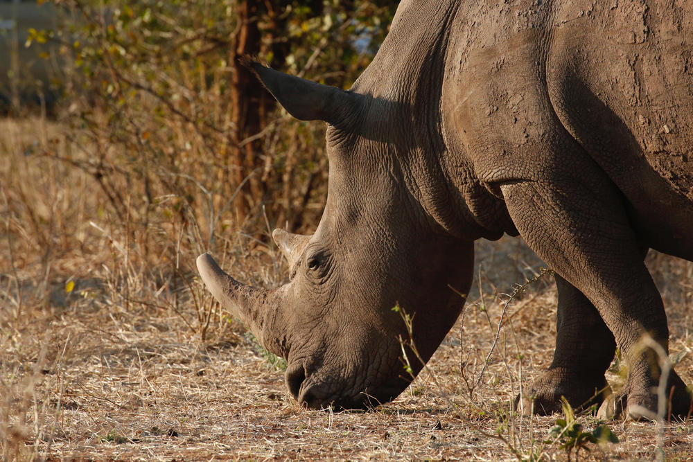 Walking Safari - Tracking Livingstone's White Rhino gallery image 5