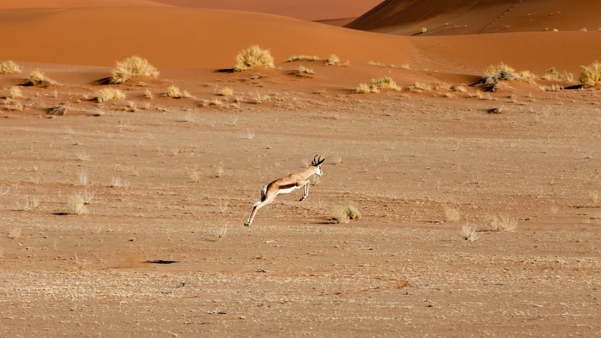 Desert Drive gallery image 4