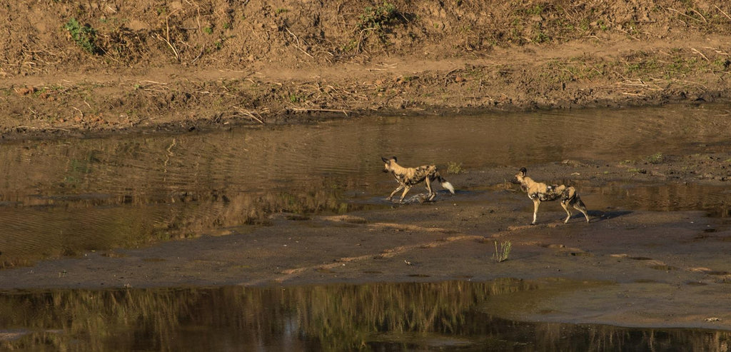 Game Drives in Gonarezhou National Park  gallery image 5