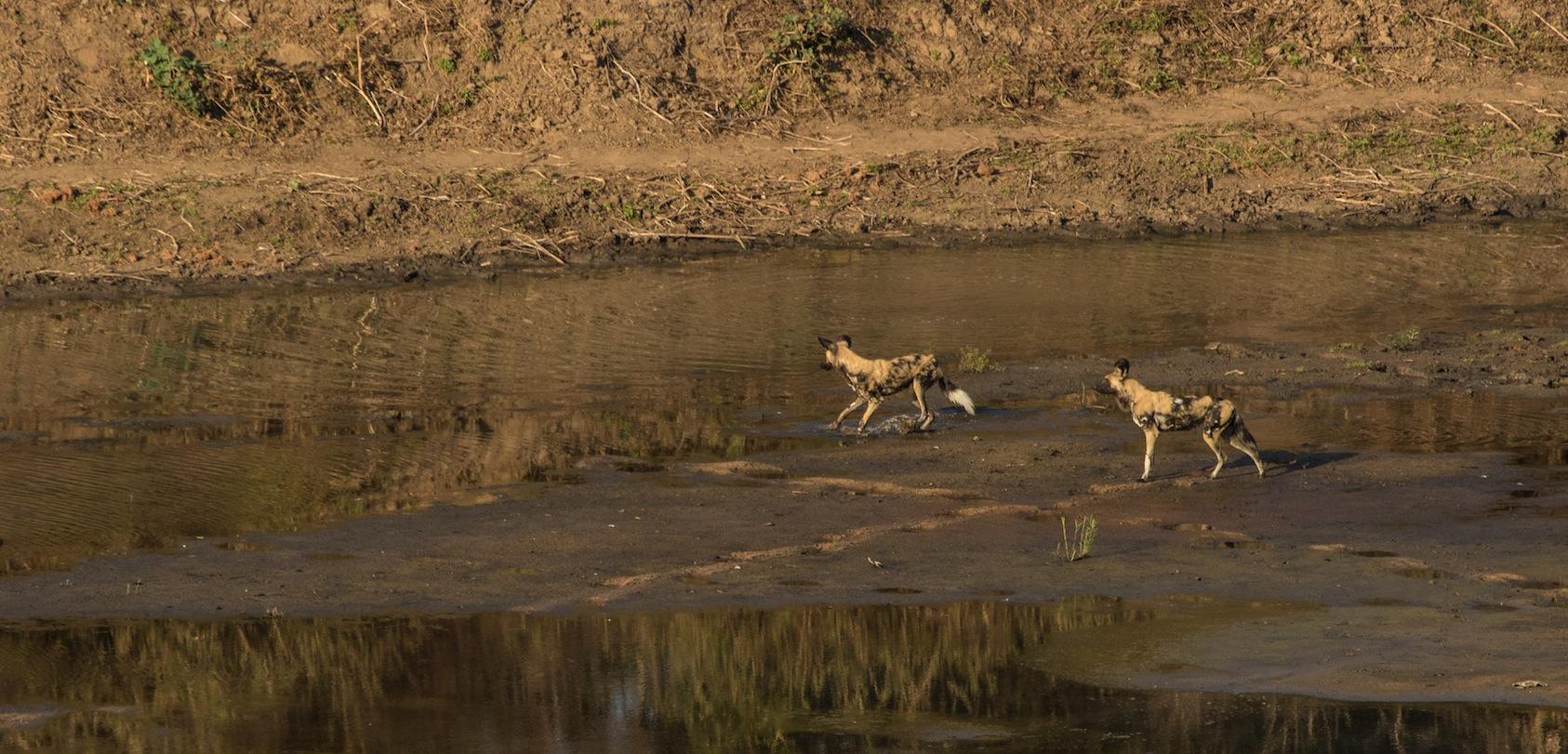 Game Drives in Gonarezhou National Park  gallery image 5