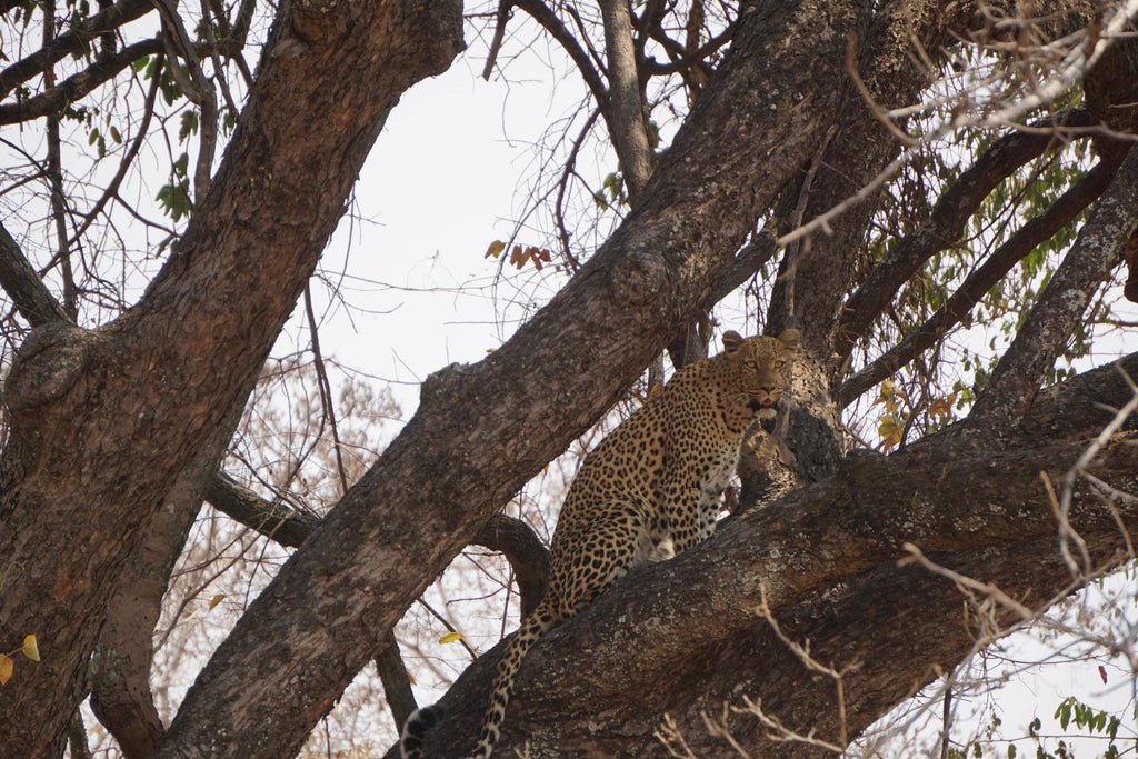 Game Viewing gallery image 5
