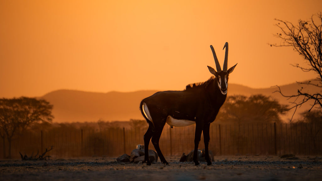 Relax and Unwind: Wildlife Viewing at Ugab Game Farm and Lodge (Free) gallery image 8