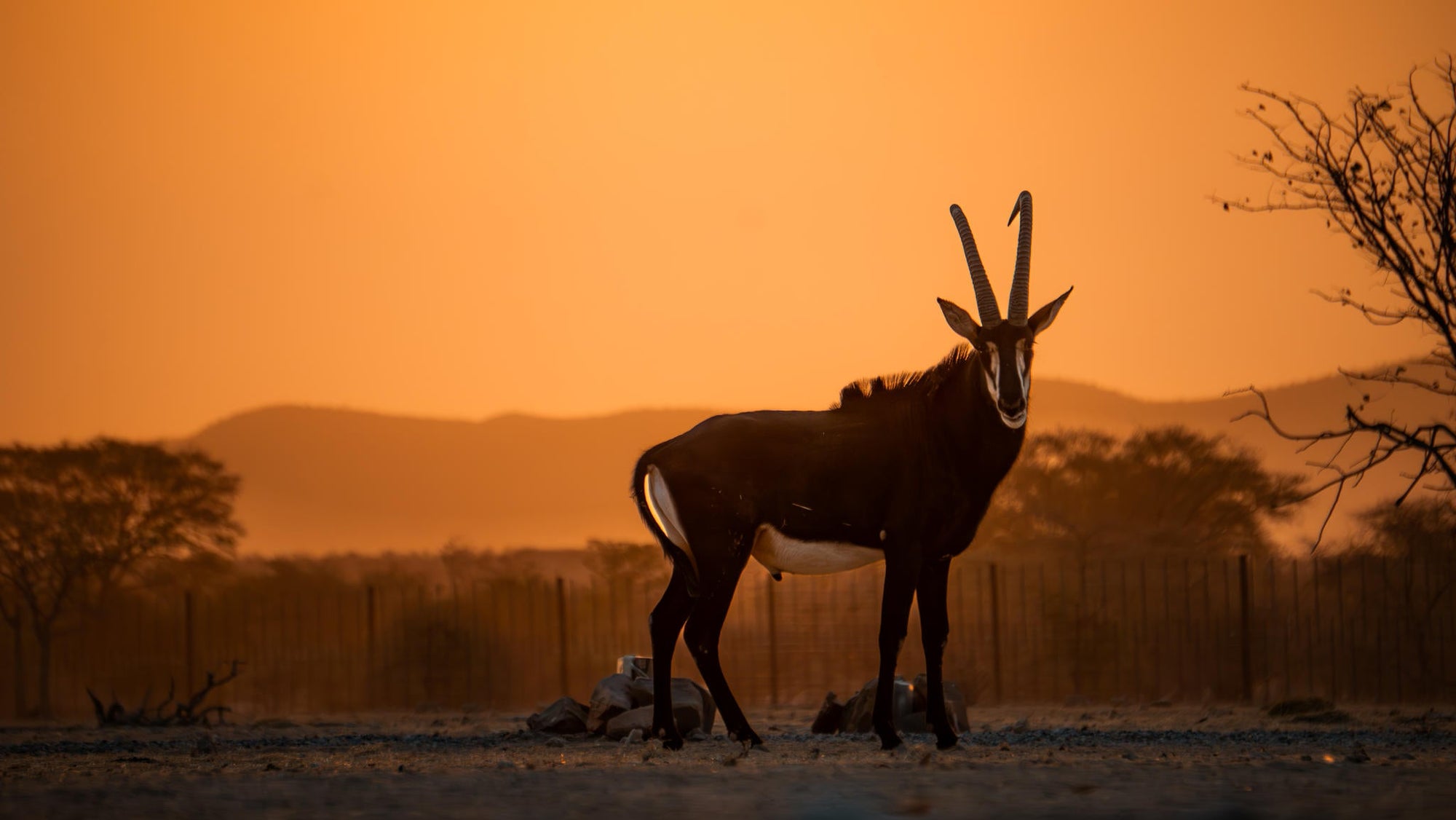 Relax and Unwind: Wildlife Viewing at Ugab Game Farm and Lodge (Free) gallery image 8