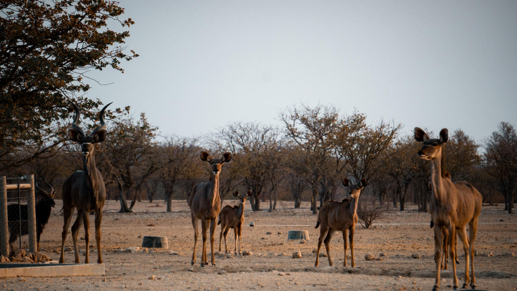 Relax and Unwind: Wildlife Viewing at Ugab Game Farm and Lodge (Free) gallery image 13