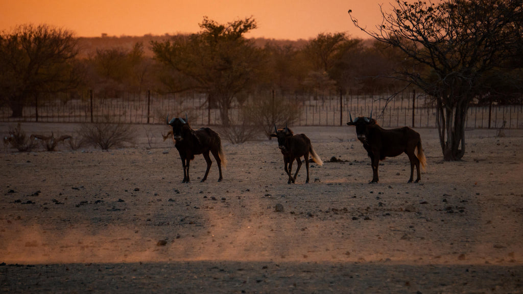 Relax and Unwind: Wildlife Viewing at Ugab Game Farm and Lodge (Free) gallery image 4