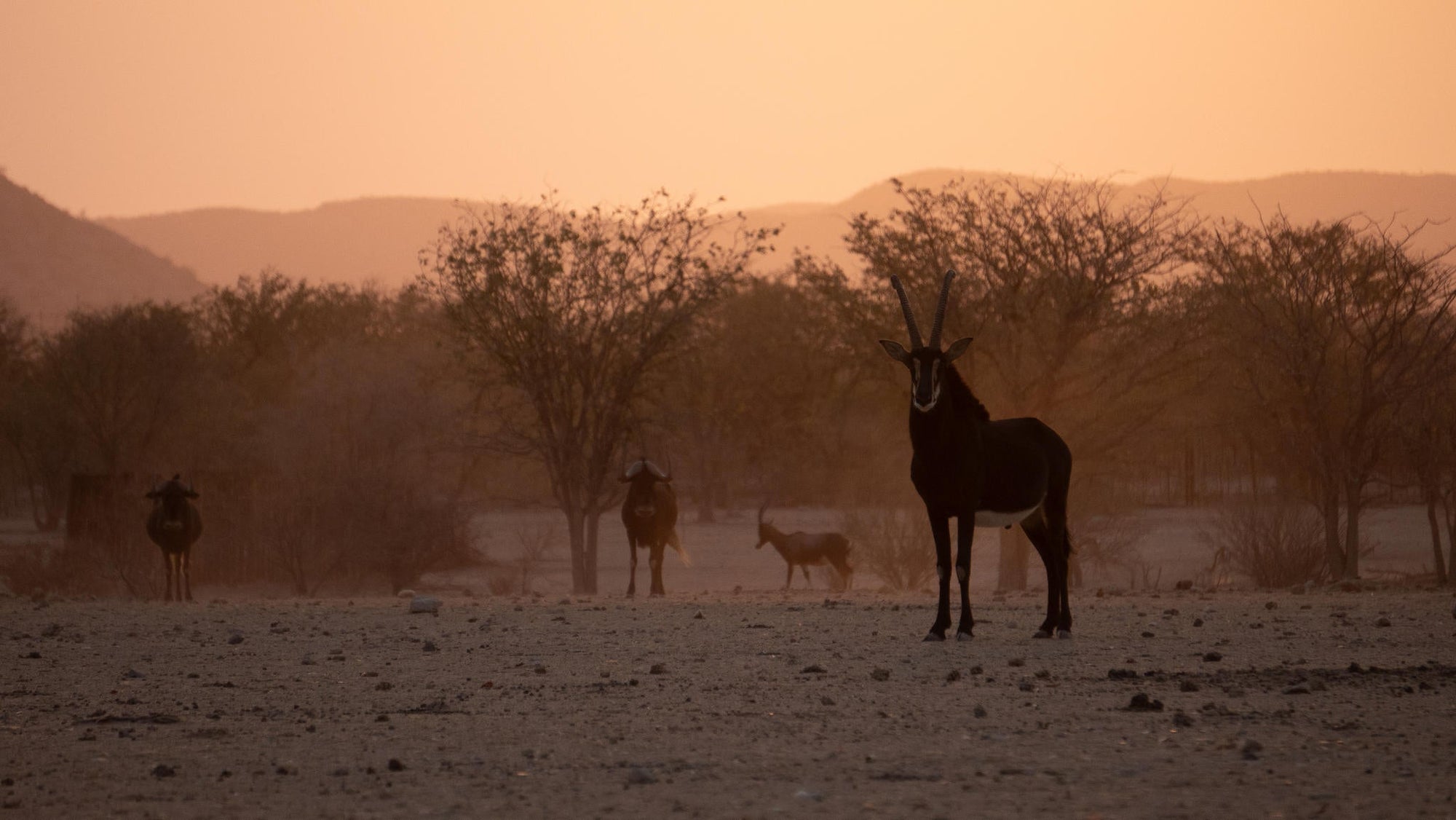 Relax and Unwind: Wildlife Viewing at Ugab Game Farm and Lodge (Free) gallery image 2