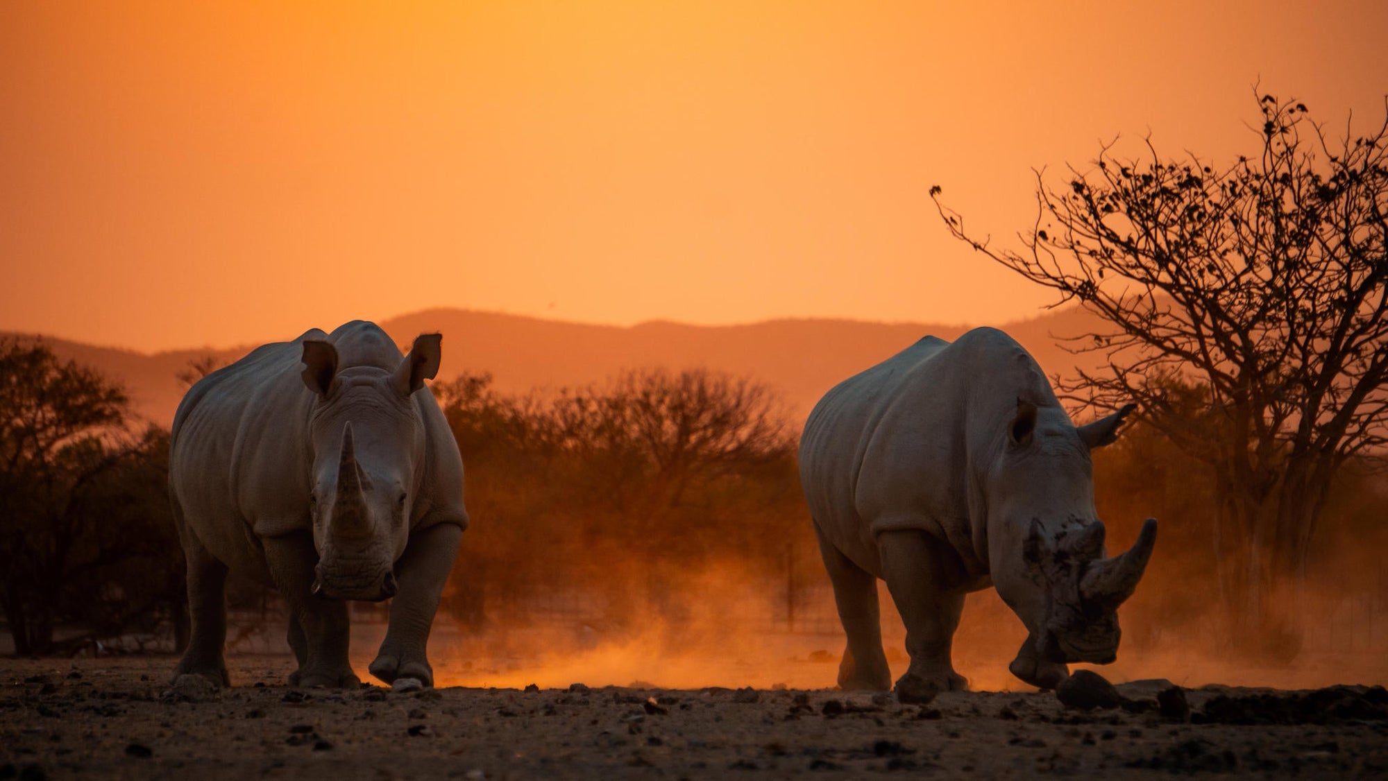 Relax and Unwind: Wildlife Viewing at Ugab Game Farm and Lodge (Free) gallery image 1