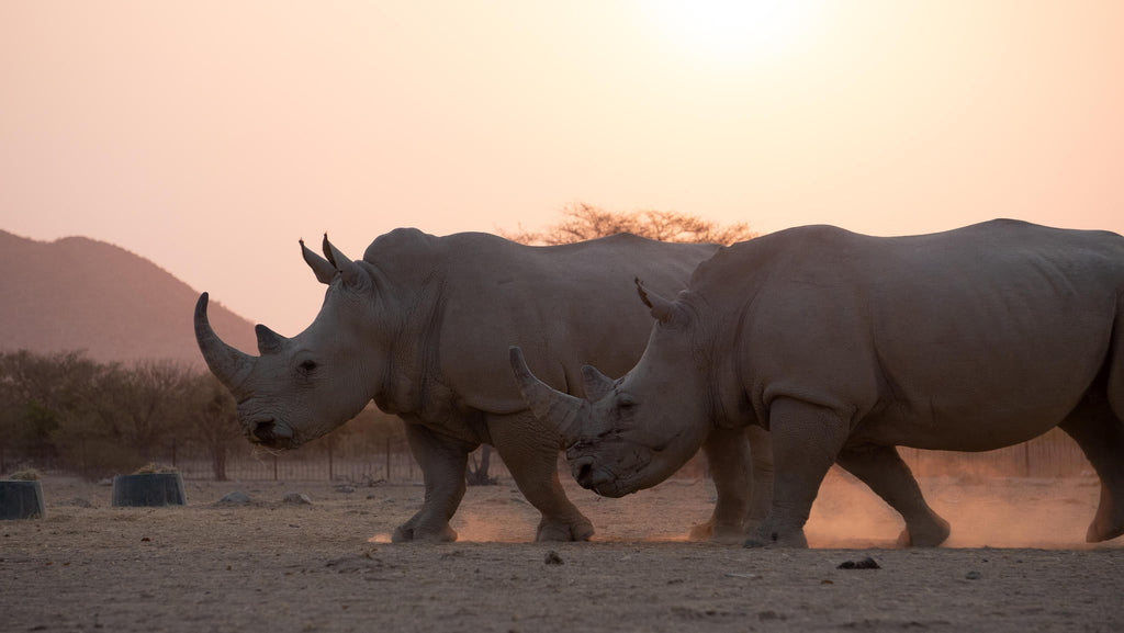 Relax and Unwind: Wildlife Viewing at Ugab Game Farm and Lodge (Free) gallery image 10