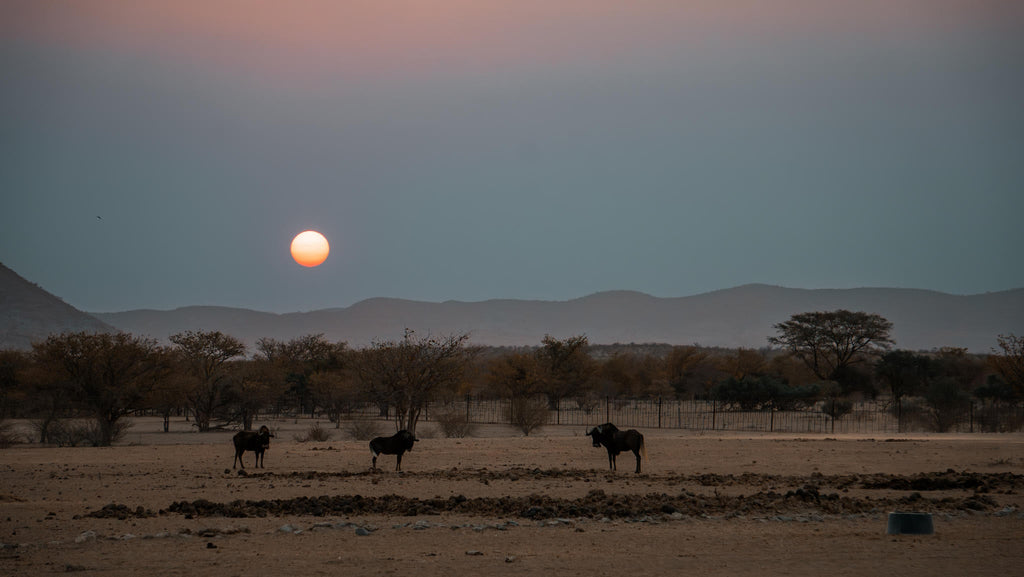 Relax and Unwind: Wildlife Viewing at Ugab Game Farm and Lodge (Free) gallery image 9